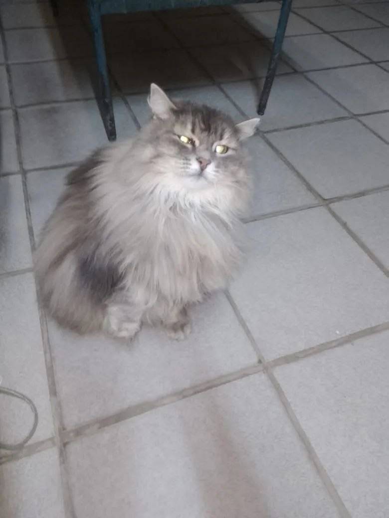 Пропала кошка Манька, микрорайон