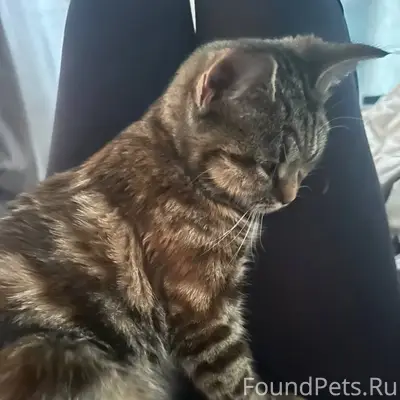 Найден трёхцветный кот, СВАО