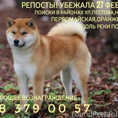 Пропала маленькая собака, Пятигорск