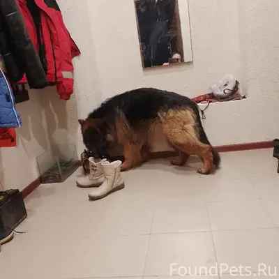 Пропала собака, район Семилукской больницы