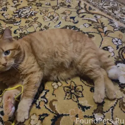 Пропал кот, 1 микрорайон