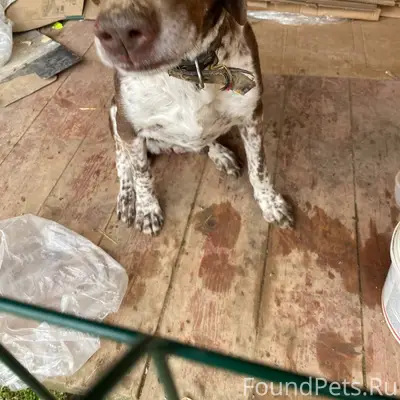 Найден пёс, с. Ильинка Красноперекопского района