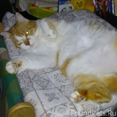 Пропала кошка, дом Зарубина 13