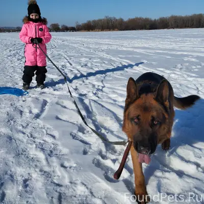 Пропала собака, Энгельс