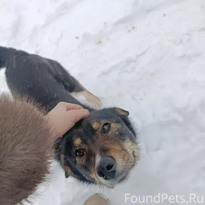 Найден пёс, местоположение неизвестно