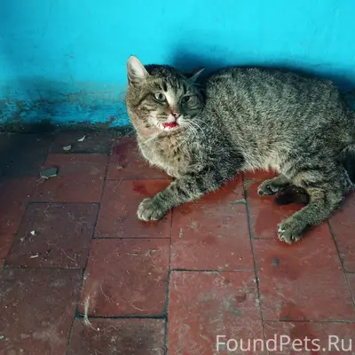 Найдена кошка с травмой, Новосемейкино