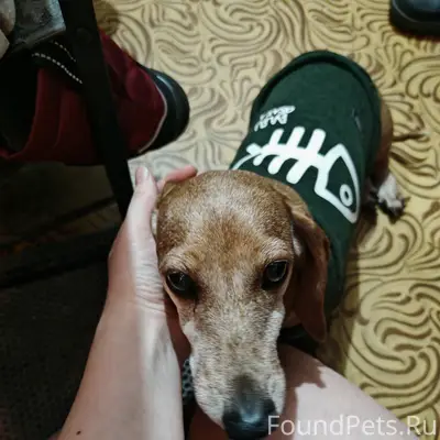 Найден тип собаки не указан, улица Ноградская