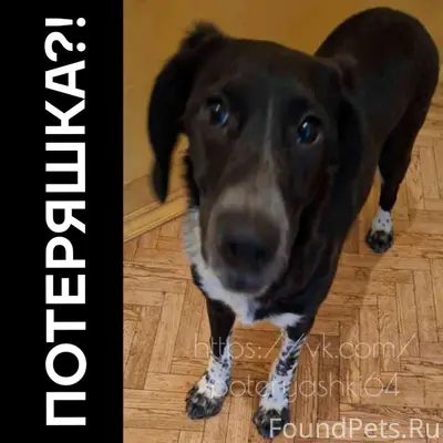 Найдена собака