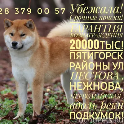 Пропала маленькая собака, Пятигорск