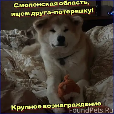 Пропал Юдай, Сафоново