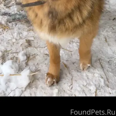 Пропал пёс Миша, Узловая