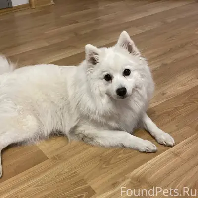 Пропала Японский шпиц Юми, Екатеринбург