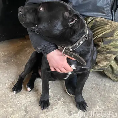 Найден стаффордширский терьер, мальчик