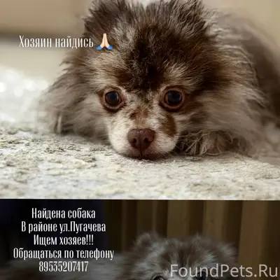 Найден тип собака, ул. Пугачева