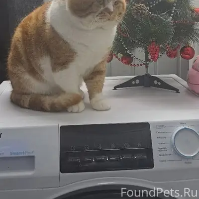 Пропал шотландский кот, Ляпино