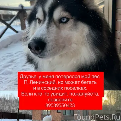 Пропал метис хаски и маламута, Ленинский