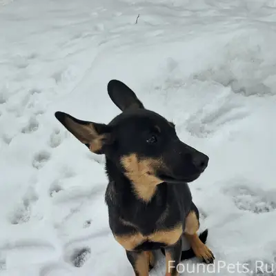 Найден щенок (девочка), Воронеж, улица Волгоградская