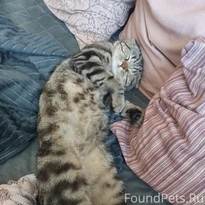 Пропал шотландский кот Тёма, Брянск