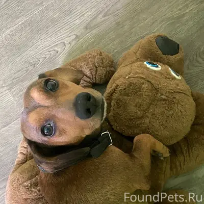 Пропал такса Макс, микрорайон Северный