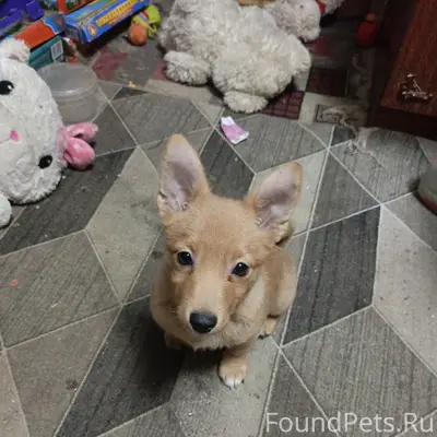 Пропал щенок Ети, ул. Октябрьская