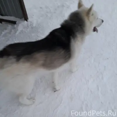 Пропала собака, Пригородная