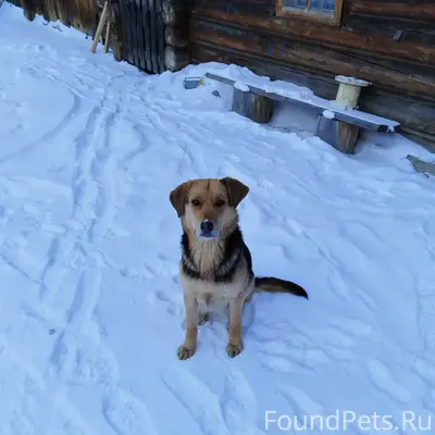 Найден щенок девочка, река Дудет