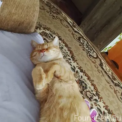 Пропал рыжий кот Фёдор, Роща, ул. Чернышевского