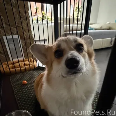 Пропала собака Марфа, Левашово