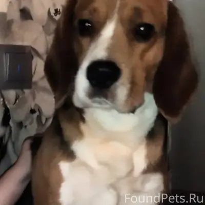 Пропал пёс Бодя, район Ватутина