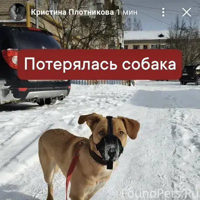 Пропала собака Ася, район города
