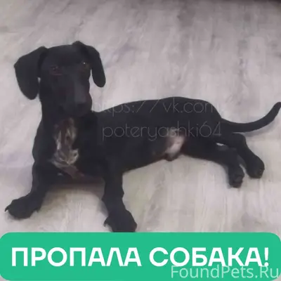 Пропал такса Кузя, Заводской район Саратова