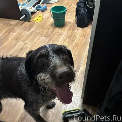 Пропал пёс, улица Кирова