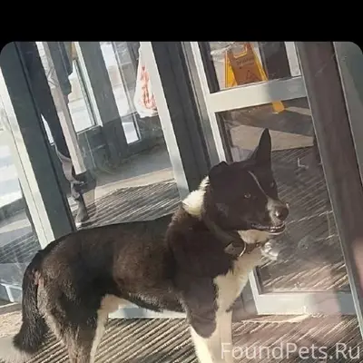 Пропал пёс, Южный, Фаворит, ул. Молодежная