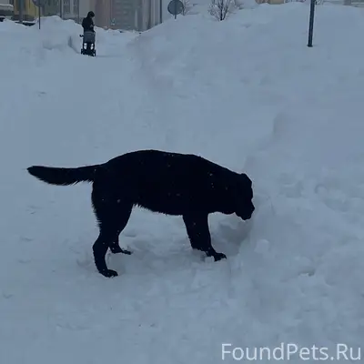 Найден лабрадор, девочка, Новая Кузнечиха