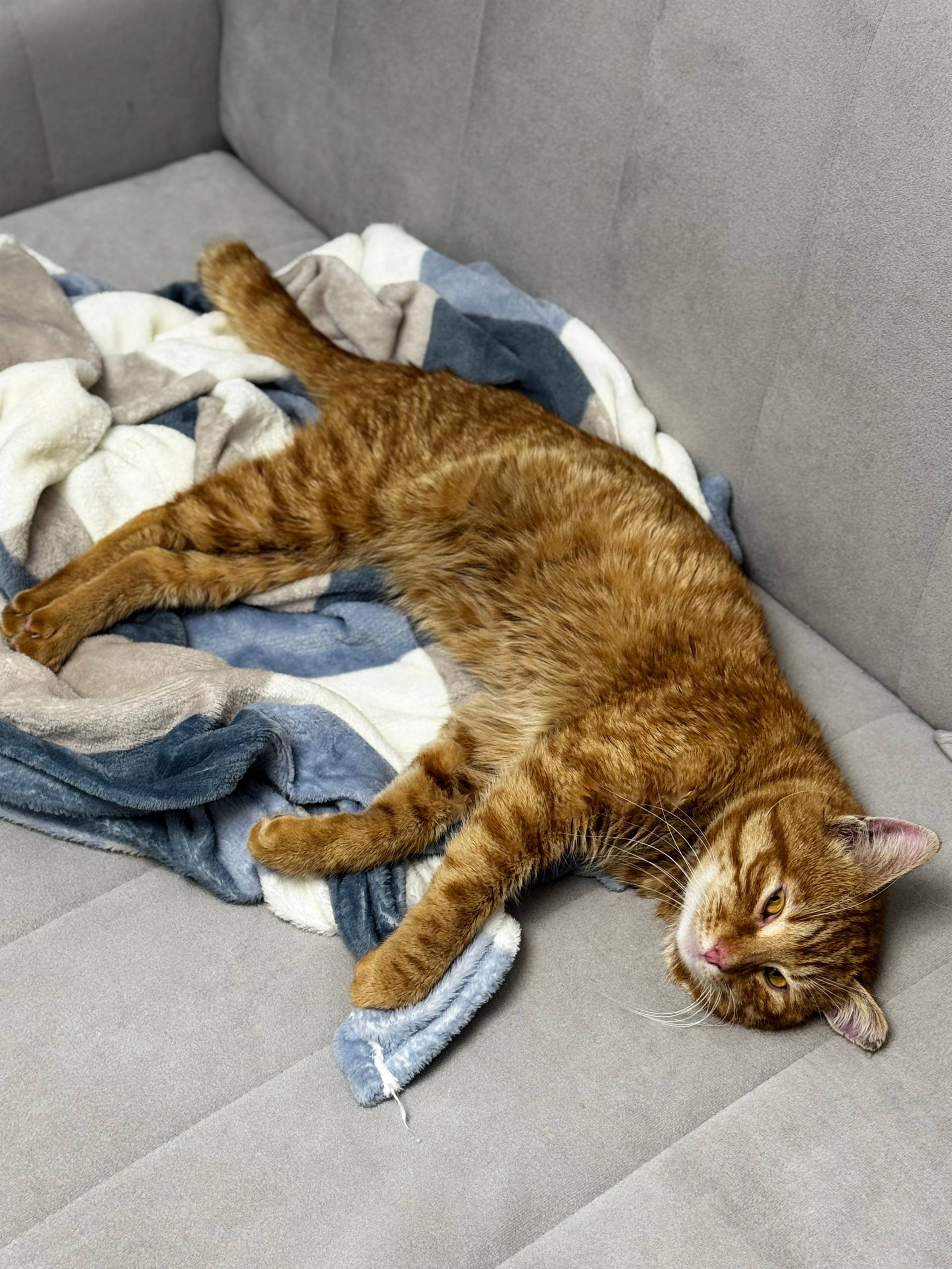 Найден котик, Новое Подгорное