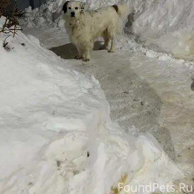 Найден пёс с ошейником, Дружбы 5