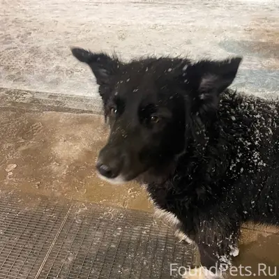 Найден пёс, микрорайон Цветы