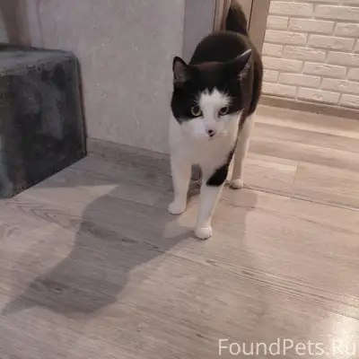 Пропал кот Томас, 40 лет Победы