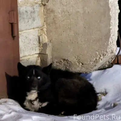 Найден бездомный пёс, улица Ватутина