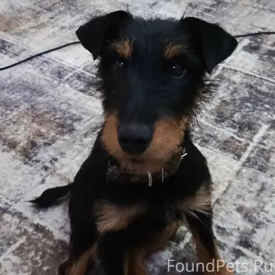 Пропала охотничья собака Зина, Каракулино