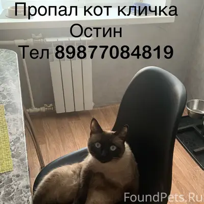 Пропал кот, ул. Подольских Курсантов