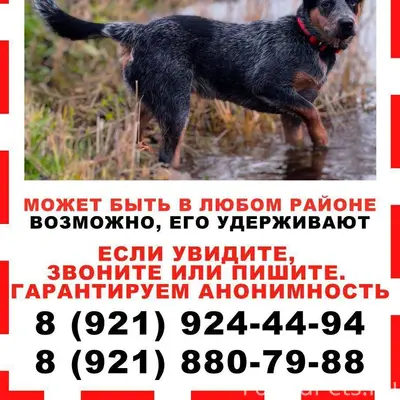 Пропал австралийский хилер Вальдес, Калининский район