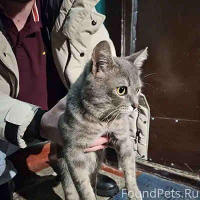 Найден кот, Заводская