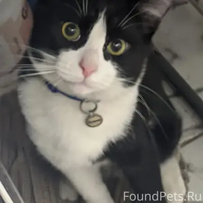 Пропал кот Кузя, район Гагарина