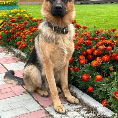 Пропала собака Брайт, микрорайон динас