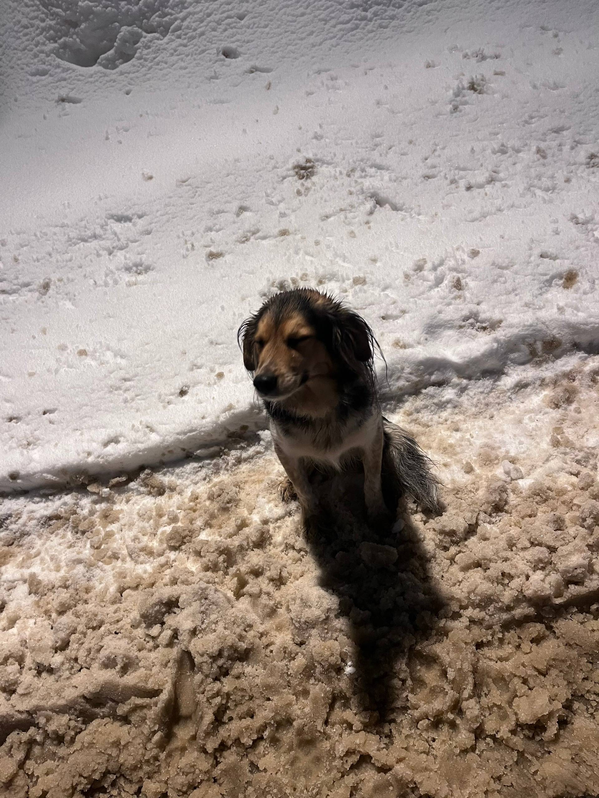 Пропала собака, около Кукольного Театра