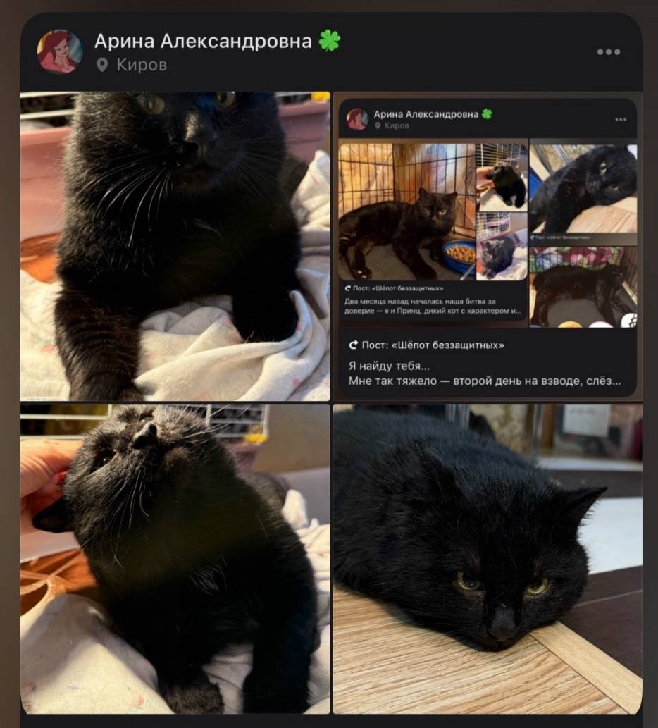 Пропал кот Принц, Чистые Пруды