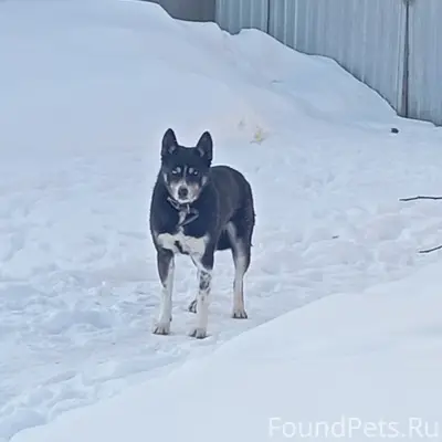 Найден метис хаски, во дворе