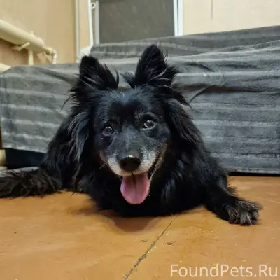 Пропала собака, Юго-Восточный микрорайон