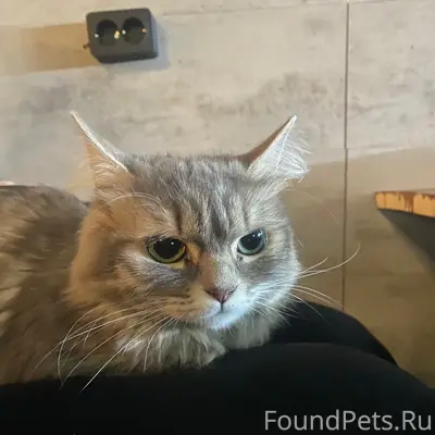 Найдена кошка, Сормовский район